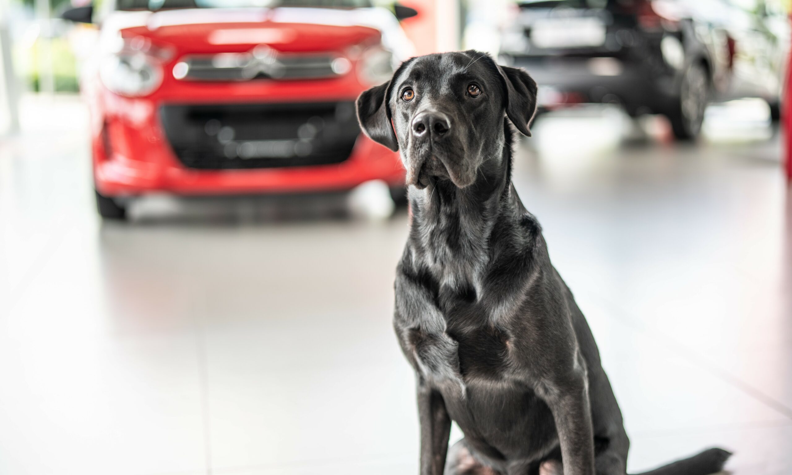 Bei uns sind Hunde willkommen!